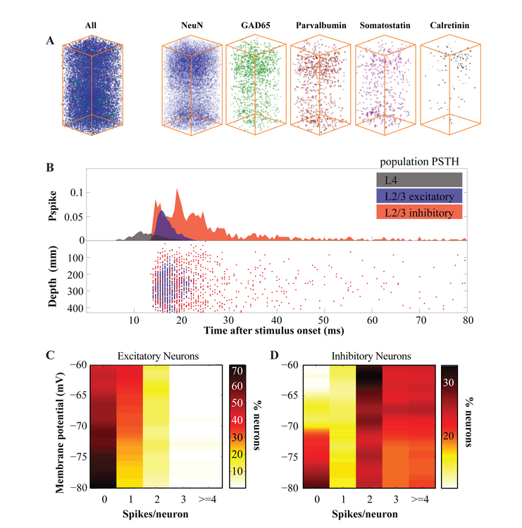 A Biologically Plausible, Computationally Efficient Model of  the Primary Somatosensory Cortical Column in Mouse