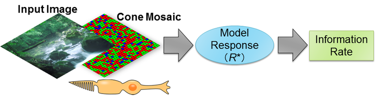 A computational model of the trichromatic cone mosaic