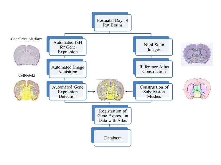 A Digital Atlas of Ion Channels Expression Patterns in the Two-Week-Old Rat Brain