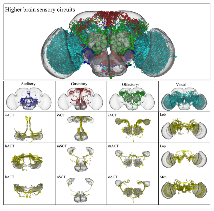 A spatial coding scheme to  define the neuron types in the Drosophila brain