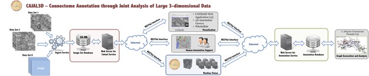 CAJAL3D: Towards A Fully Automatic Pipeline for Connectome Estimation from High-Resolution EM Data