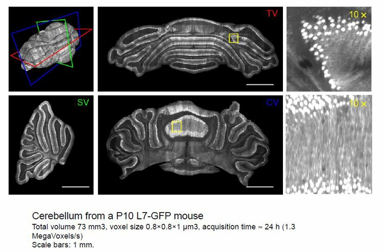 Projectome: Set up and testing of a High Performance Computational Infrastructure for processing and visualizing neuro-anatomical information obtained using confocal ultra-microscopy techniques