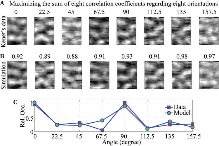 Associating spontaneous with evoked activity in a neural mass model of cat visual cortex 