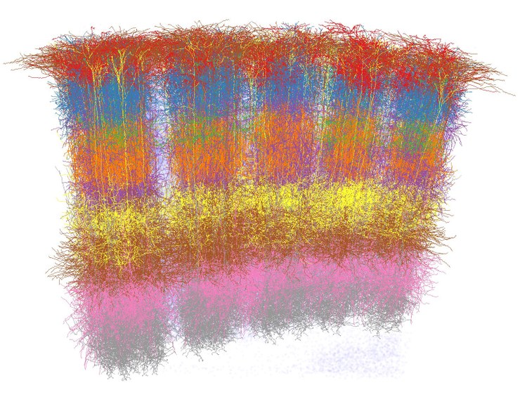 Beyond the Cortical Column - Structural Organization Principles in Rat Vibrissal Cortex