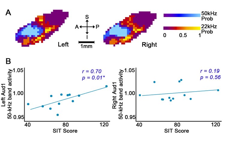 Correlation between 50-kHz band activity in primary auditory cortex and social interaction in rats 