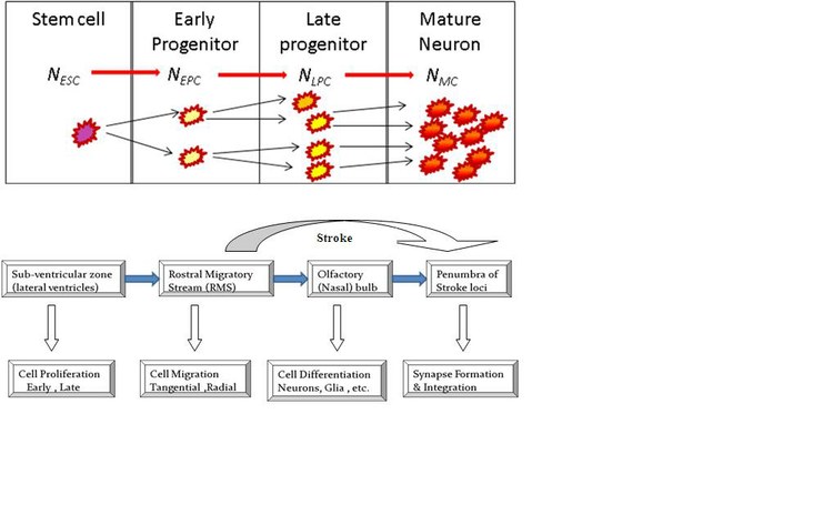 Optimizing Performance of Endogenous Neural Stem Cell Therapy for Ischemic Stroke: A Neuroinformatics and Neuroimaging Approach to Translational Medicine  