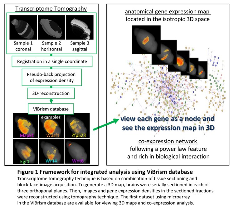 Integrated   Analysis   of   Anatomical   Gene   Expression   Maps   and  Co-Expression Networks Using a Database, ViBrism 