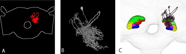 Interactive brain map in the Invertebrate Brain Platform (IVB-PF) Interactive brain map in the Invertebrate Brain Platform (IVB-PF)