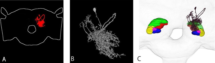 Interactive brain map in the Invertebrate Brain Platform (IVB-PF)