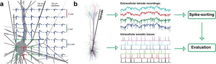 Modeling realistic extracellular recordings of neuronal populations for the purpose of evaluating automatic spike-sorting algorithms