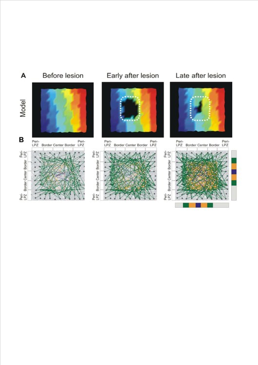 Novel self-organizing rules for retinotopic remapping