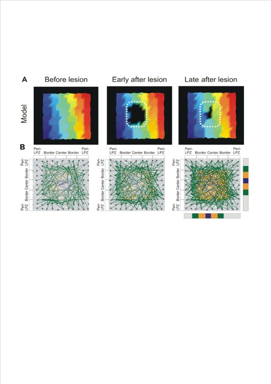 Novel self-organizing rules for retinotopic remapping Novel self-organizing rules for retinotopic remapping