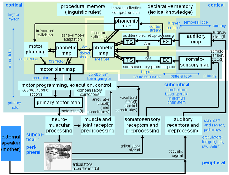 Sensorimotor Modeling of Speech Production, Speech Perception, and Speech Acquisition