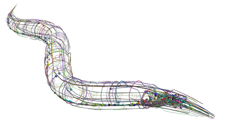 The NeuroML C. elegans Connectome The NeuroML C. elegans Connectome