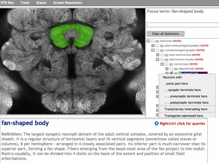 Virtual Fly Brain - a data hub for Drosophila neurobiology Virtual Fly Brain - a data hub for Drosophila neurobiology